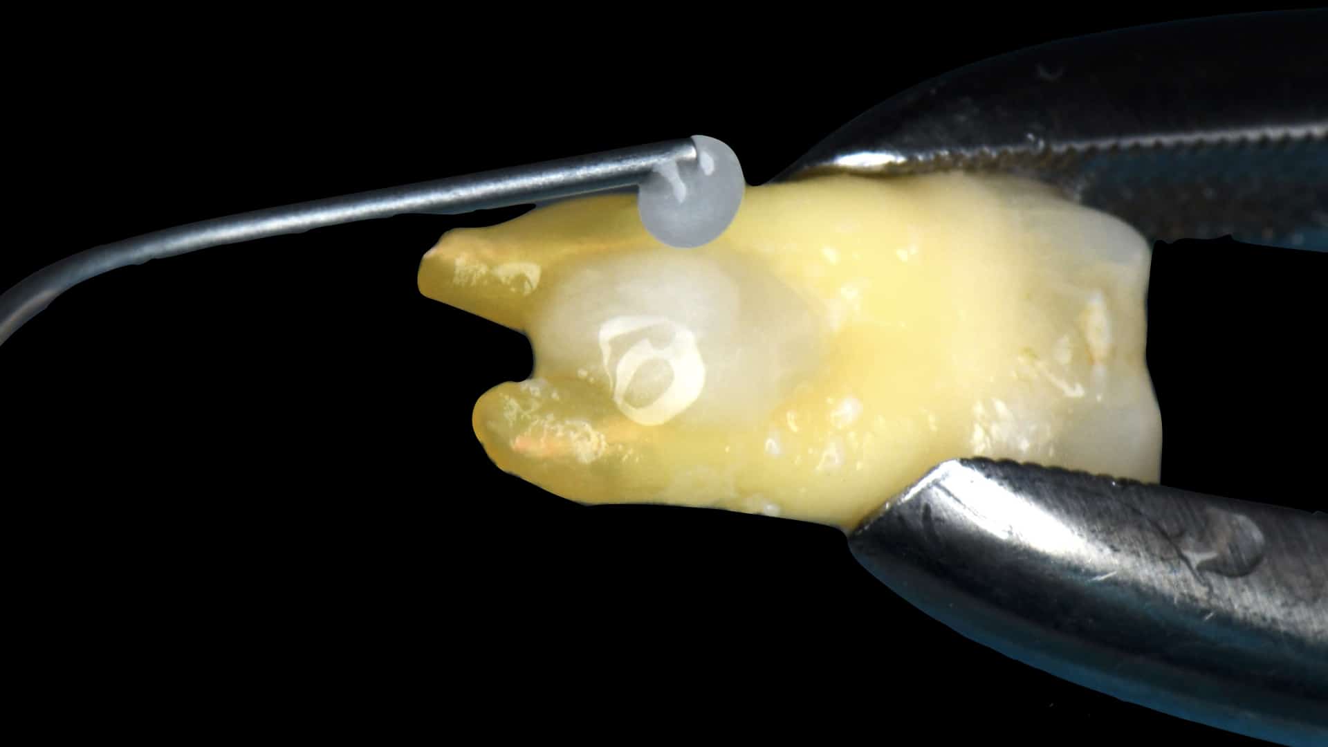Perio surgical course rasperini